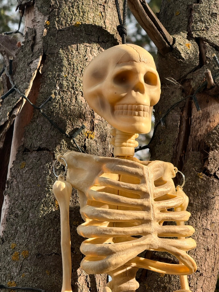 Twin Skeletons, 34" in Great Skeletal Condition, No Visible Injuries, Moveable Limbs, Preowned