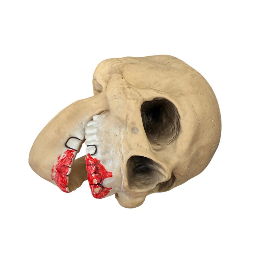 Creepy Skull Halloween Decor with Moveable Jaw and Red Smears on its Black Rimmed Teeth