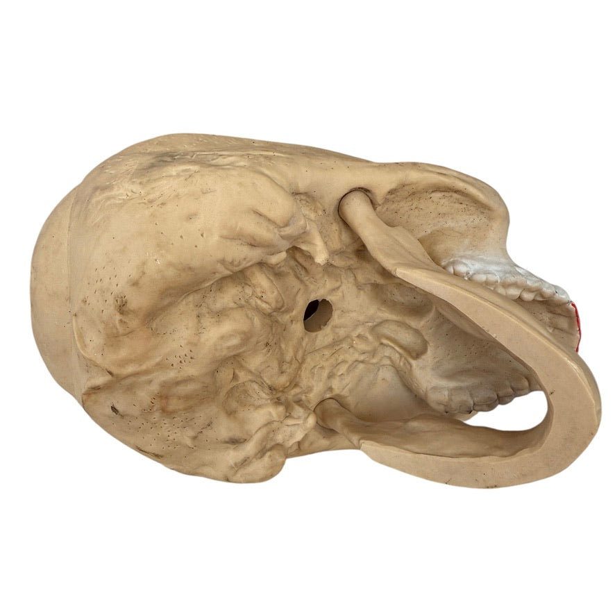 Creepy Skull Halloween Decor with Moveable Jaw and Red Smears on its Black Rimmed Teeth