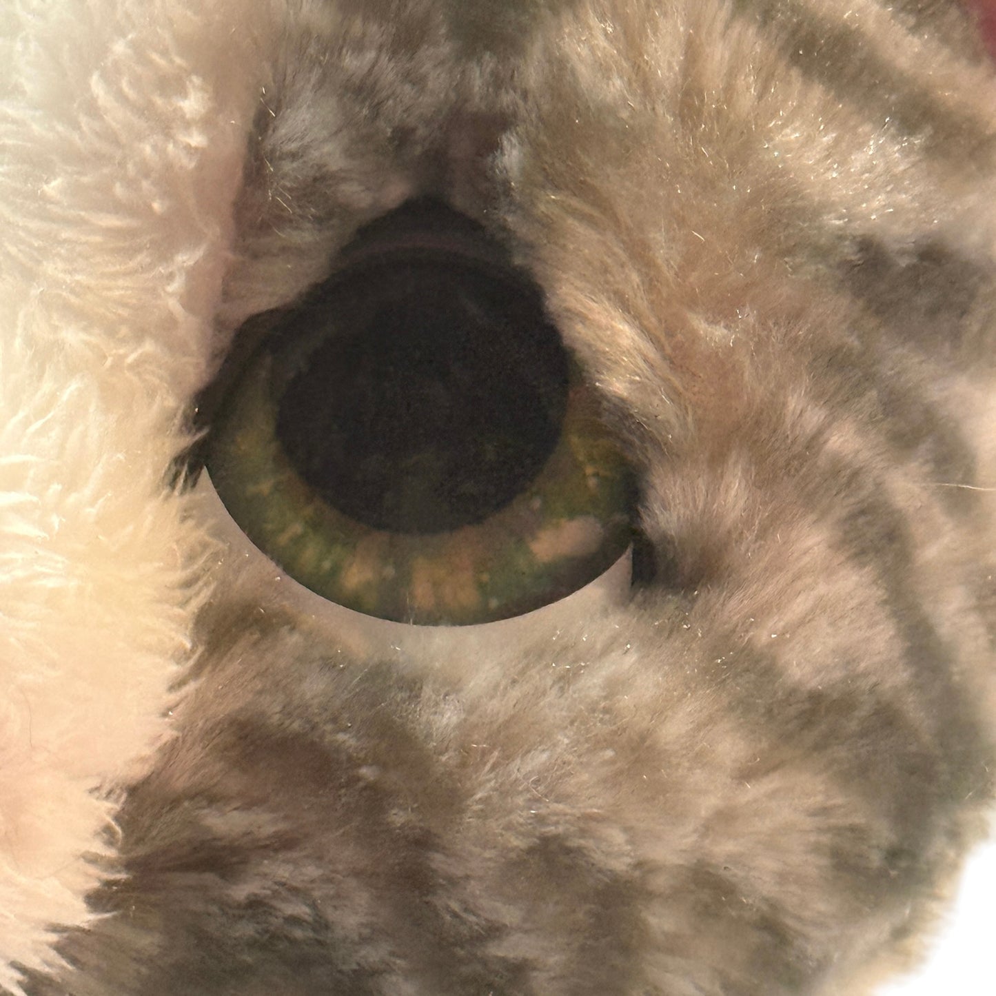 Fur Real Walks-a-Lot Kitten, Grey Stripe, Purple Collar & HUGE Green Eyes. Preowned, Works Great!