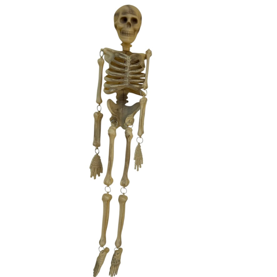 Twin Skeletons, 34" in Great Skeletal Condition, No Visible Injuries, Moveable Limbs, Preowned