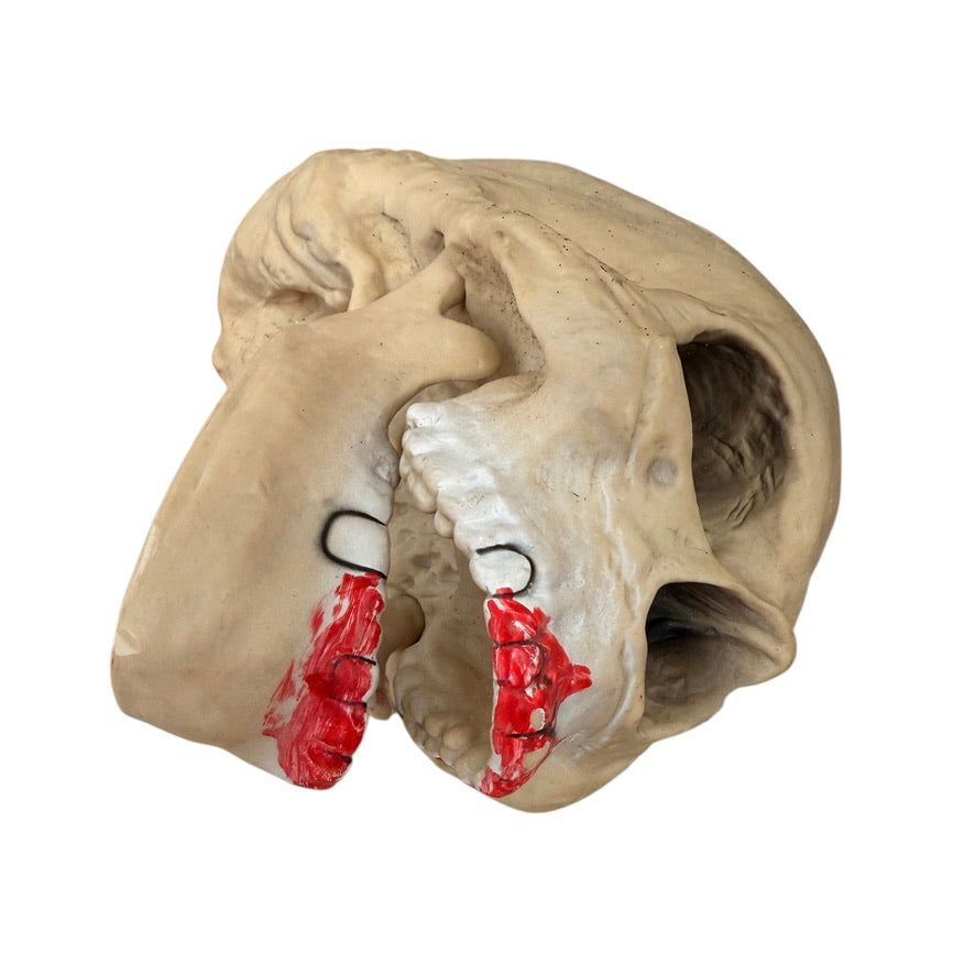 Creepy Skull Halloween Decor with Moveable Jaw and Red Smears on its Black Rimmed Teeth
