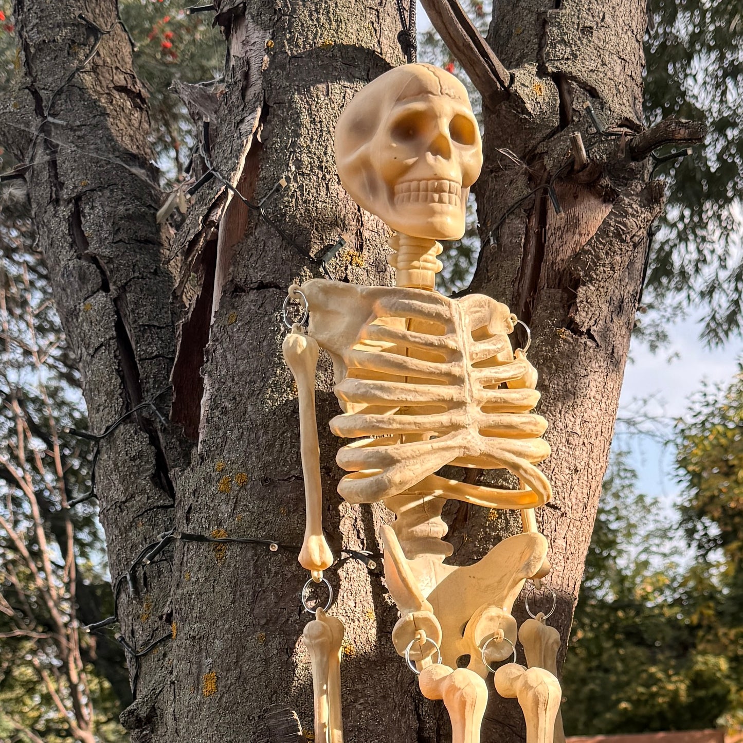 Twin Skeletons, 34" in Great Skeletal Condition, No Visible Injuries, Moveable Limbs, Preowned