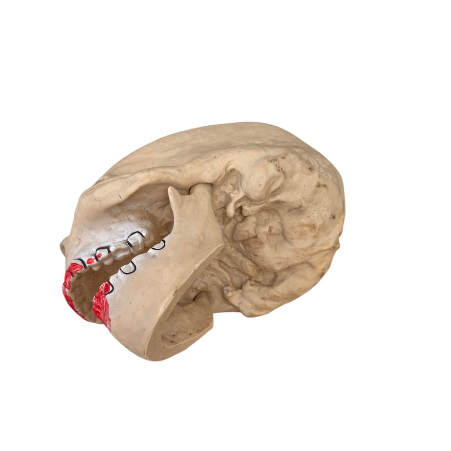 Creepy Skull Halloween Decor with Moveable Jaw and Red Smears on its Black Rimmed Teeth