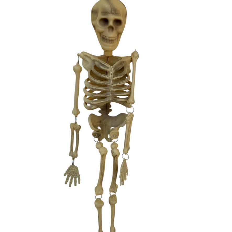 Twin Skeletons, 34" in Great Skeletal Condition, No Visible Injuries, Moveable Limbs, Preowned
