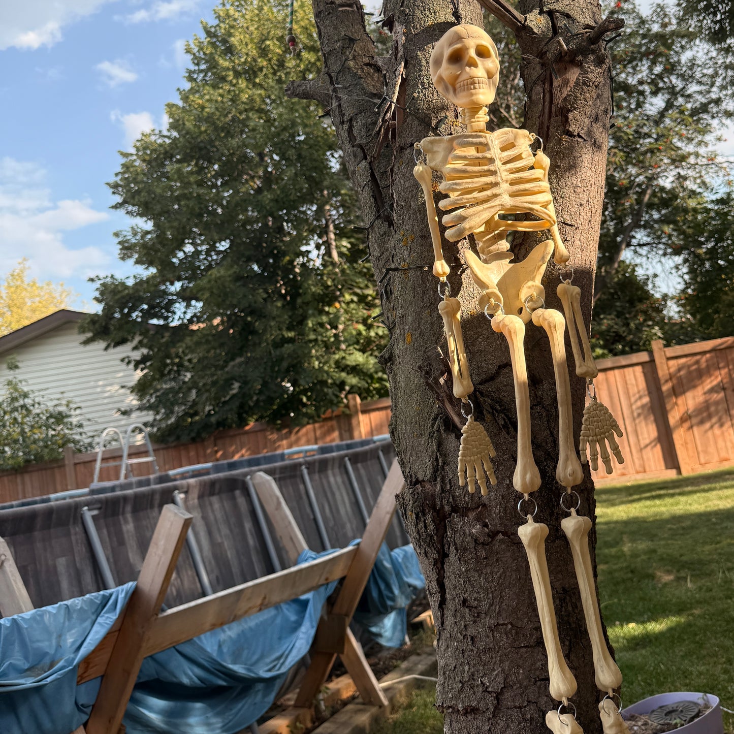 Twin Skeletons, 34" in Great Skeletal Condition, No Visible Injuries, Moveable Limbs, Preowned